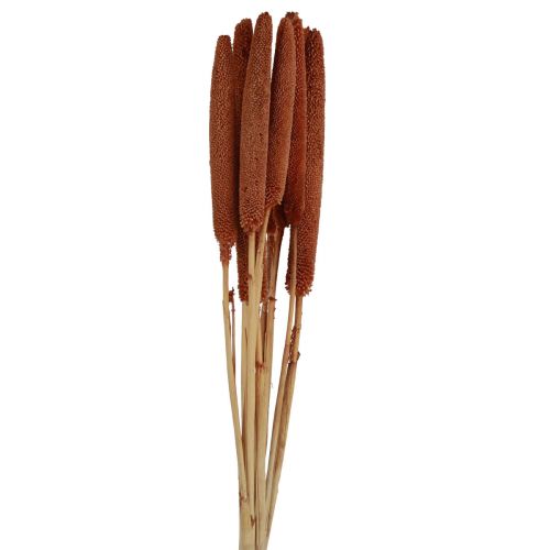 Artikel Perlhirse Deko Schilfkolben Babala Kolbenhirse Braun 70cm 10 St