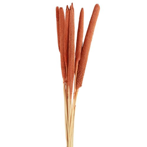 Artikel Perlhirse Schilfkolben Babala Kolbenhirse Orange 70cm 10 St