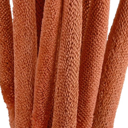Artikel Perlhirse Schilfkolben Babala Kolbenhirse Orange 70cm 10 St