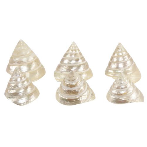 Floristik21 Perlmutt Kreiselschnecke Meeresschnecken Deko 5–6cm 6St