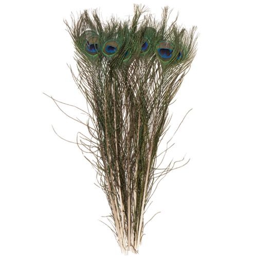 Artikel Pfauenfedern Naturmaterial Vogelfedern 55–60cm Dekoration und Bastelbedarf