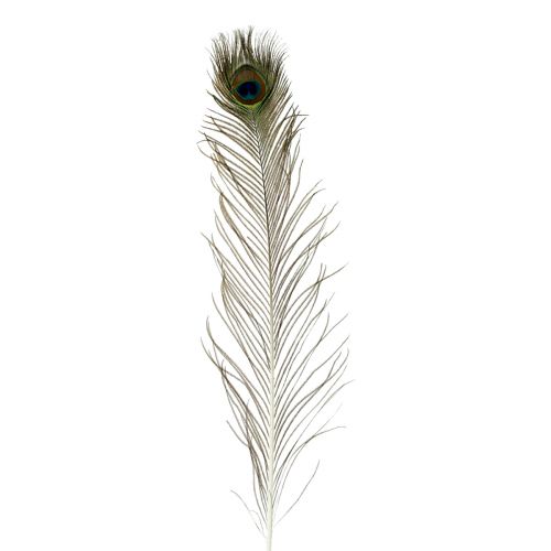 Floristik21 Pfauenfedern Deko Echte Vogelfedern lang 70cm 16 St
