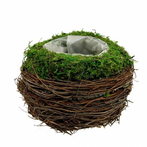 Floristik21 Pflanzschale Rattan, Moos Ø16cm H11cm