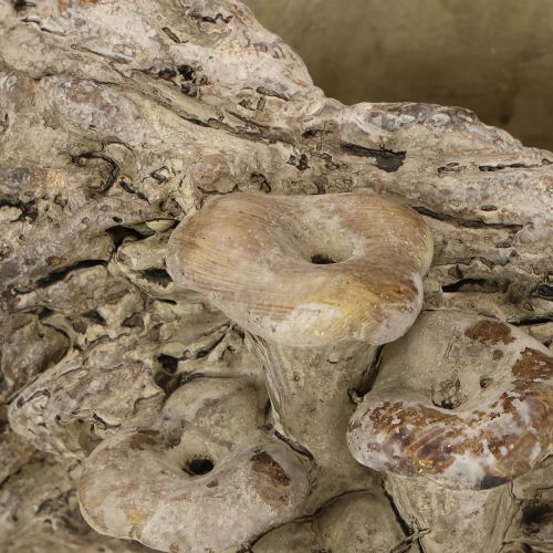 Artikel Pflanzschale Steinguss Baumstamm-Design mit Pilzen 36x18x12,5cm Deko