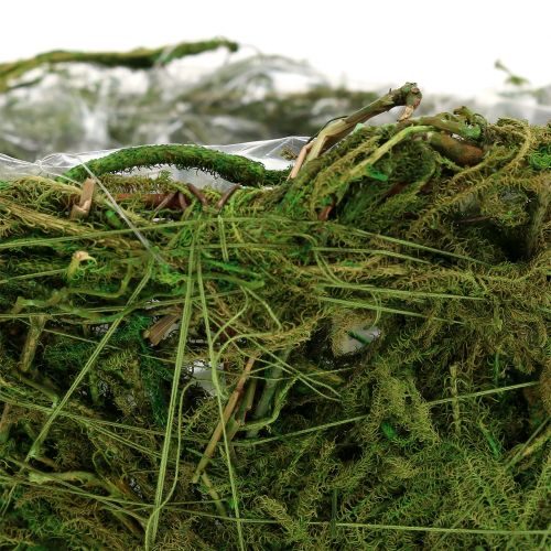 Floristik21 Pflanzschale mit Moos Ø16cm H9cm - 10cm Grün 3St