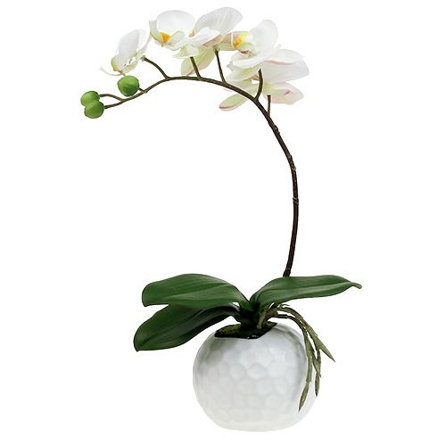 Floristik21 Phalaenopsis Creme im Keramiktopf 33cm