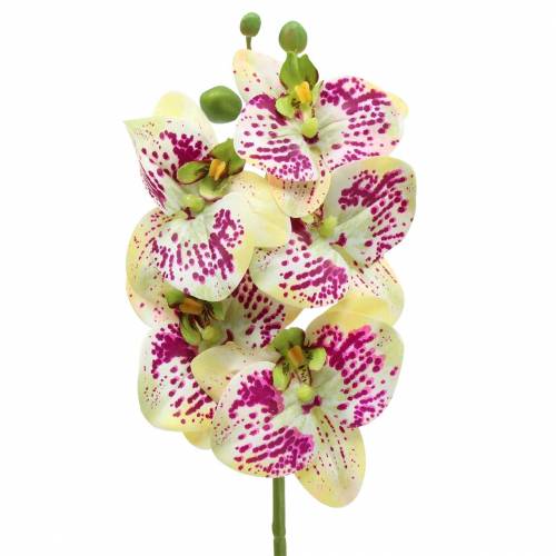 Floristik21 Künstlicher Orchideenzweig Phaelaenopsis Grün Pink H49cm