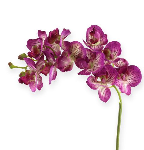 Floristik21.de Orchidee Phalaenopsis Lila-Creme 62cm-60176-20