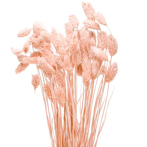 Artikel Phalaris Rosa Glanzgras getrocknet - Deko Trockengras 65cm