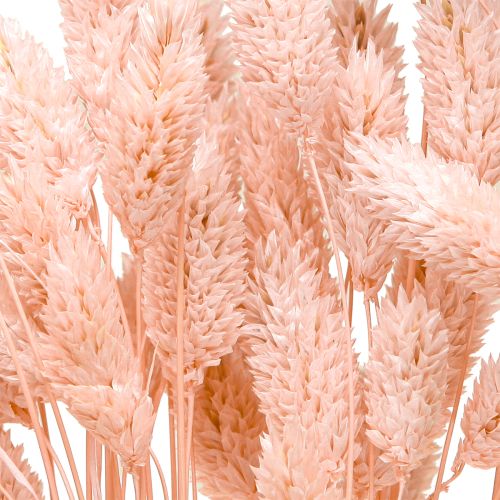 Artikel Phalaris Rosa Glanzgras getrocknet - Deko Trockengras 65cm