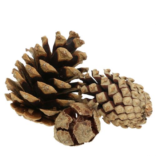 Zapfenmix Natur 400g