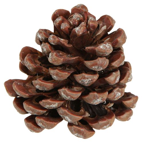 Naturbelassene Große Pinienzapfen Deko 8-9cm 3er-Set vielseitig einsetzbar