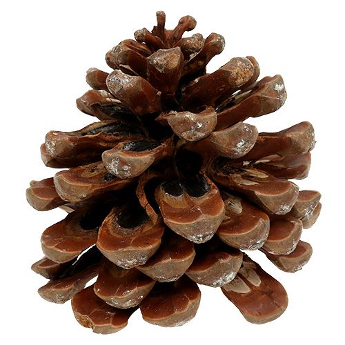 Artikel Pinus Pinea mittel 10/14cm Natur 50St