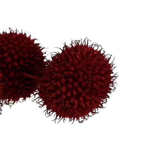 Floristik21 Platanen Früchte getrocknet Dunkelrot 250g