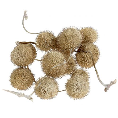 Platanen Früchte Weiß gewaschen 250g