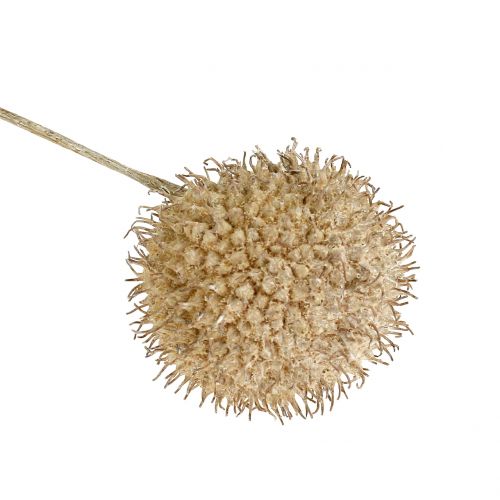 Floristik21 Platanen Früchte Weiß gewaschen 250g