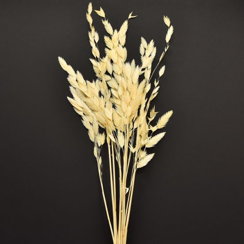 Plattährengras Chasmantium Champagner 70cm 10 St Elegantes Dekorationselement