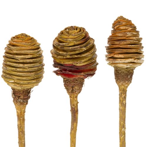 Artikel Platyspermum Creme 1-3, 50 Köpfe