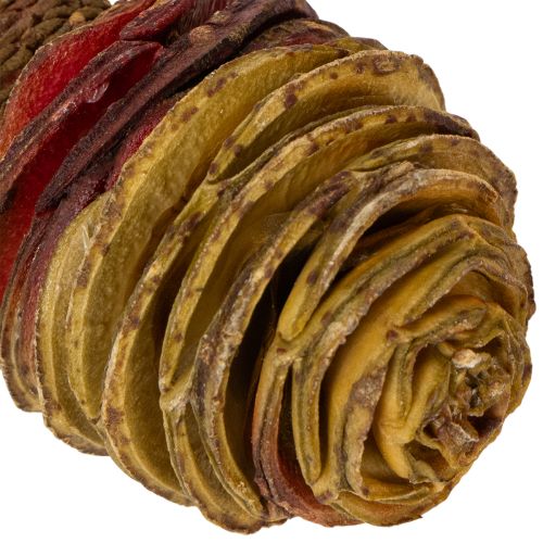 Platyspermum Creme 1-3, 50 Köpfe | Floristik21.de