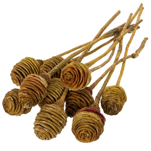 Platyspermum Creme 1-3, 50 Köpfe | Floristik21.de