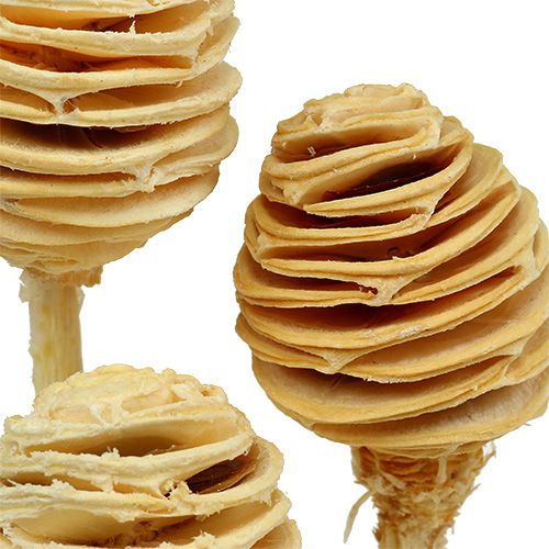 Artikel Platyspermum gebleicht 25 St