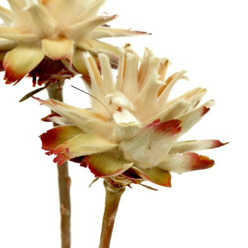 Floristik21 Leucospermum 1-3 Mix creme 100 Köpfe