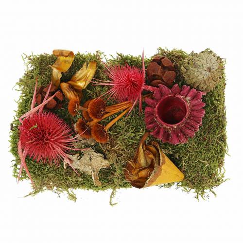 Floristik21 Trockenfloristik Mix mit Zapfen und Moos Rot 150g Herbstdeko