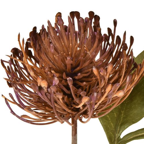 Artikel Protea künstlich Nadelkissen Leucospermum Lila 30cm 6 St – Elegante Dekoblumen für Floristen
