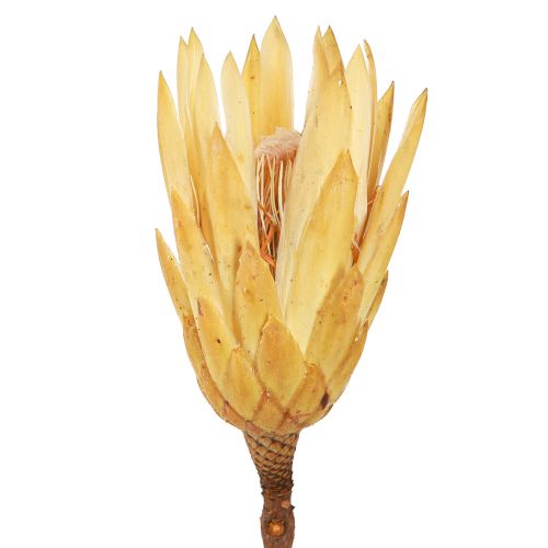 Floristik21 Proteen getrocknet Repens Creme 1.Wahl 10-12cm 25 St