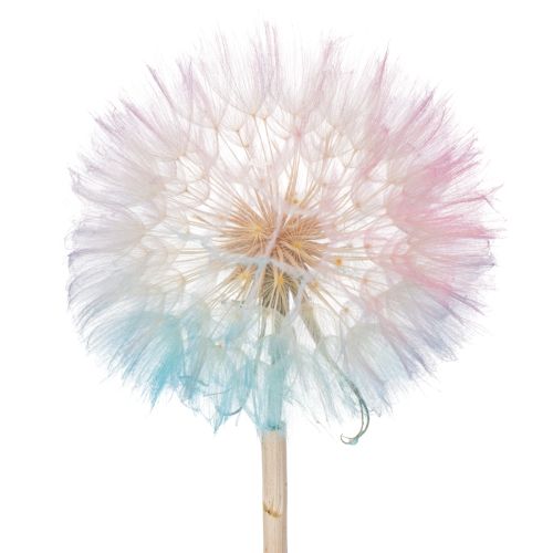 Pusteblume Trockenblume 50 cm im 4er-Set für stilvolle und langlebige Dekoration