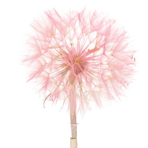 Trockenblumen Deko Pusteblume Rosa Zweig 50cm 4 Stück