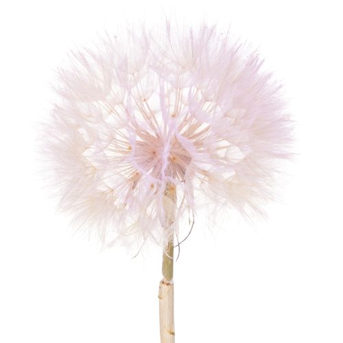 Künstliche Löwenzahnblume 50cm Rosa, 4er-Set für Floristik und Dekoration