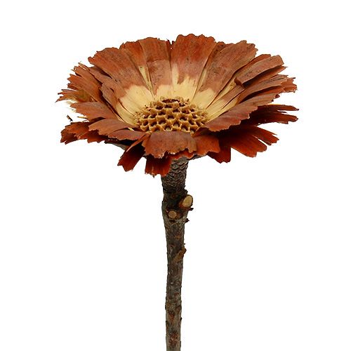Floristik21 Repens Rosette Hell 8-9cm 25 St