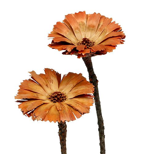 Floristik21 Repens Rosette Natur 6-7cm 50 St