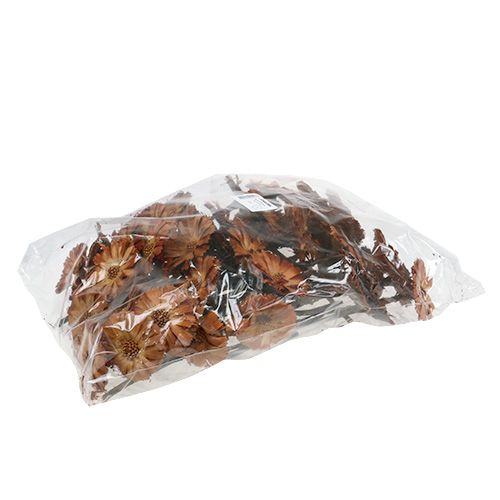Artikel Repens Rosette Natur 6-7cm 50 St
