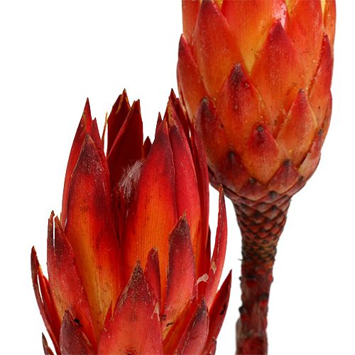 Floristik21 Repens Rot 2-Ton 25 St