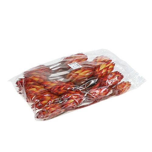 Floristik21 Repens Rot 2-Ton 25 St