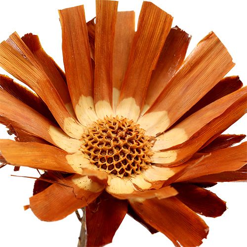 Repens Rosette Super 10 - 12cm 20St