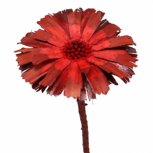 Floristik21 Repens Rosette Rot 8cm - 9cm 25St