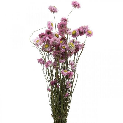 Floristik21 Strohblumen Trockenblumen Rosa Acroclinium Bund 20g