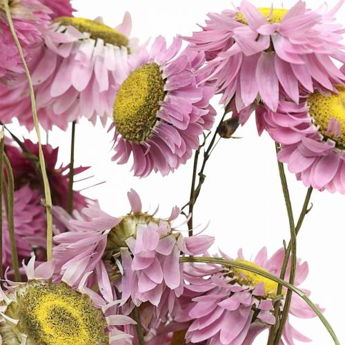 Artikel Strohblumen Trockenblumen Rosa Acroclinium Bund 20g