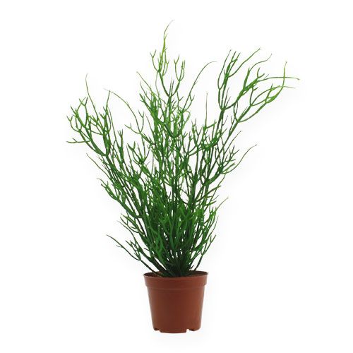 Floristik21 Rhipsalis im Topf 32cm Grün