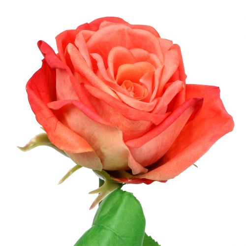 6 x Rose 6tlg Set Seidenblume Kunstblume 15 cm orange lachs 9018-03 F7 