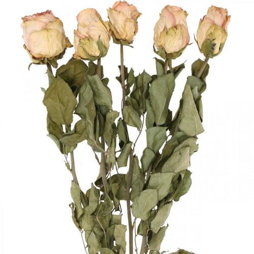 Floristik21 Deko-Rosen, Trockenblume, Getrocknete Rosen, Valentinstag, Trauerfloristik, rustikale Rosen Gelb-Rosa L48cm 5St