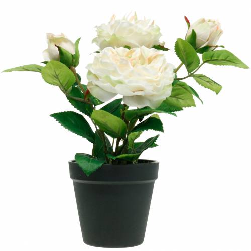 Floristik21 Pfingstrose im Topf, Romantische Deko-Rose, Seidenblume Cremeweiß