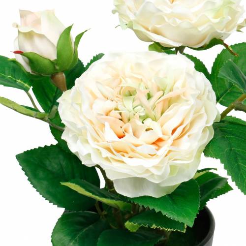 Floristik21 Pfingstrose im Topf, Romantische Deko-Rose, Seidenblume Cremeweiß