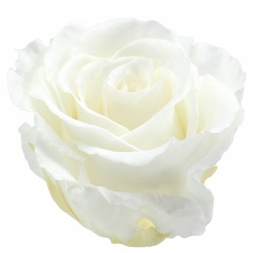 Infinity Rosen Groß Ø5,5-6cm Weiß 6St