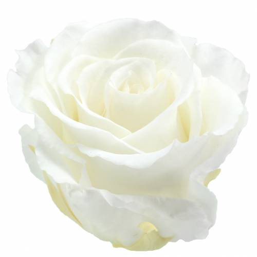 Infinity Rosen Groß Ø5,5-6cm Weiß 6 St