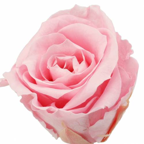 Floristik21 Ewige Rosen Medium Ø4-4,5cm Rosa 8St