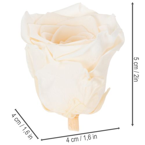 Artikel Konservierte Rosenköpfe Creme 5cm 6 Stück für langlebige Dekorationen und florale Kreationen
